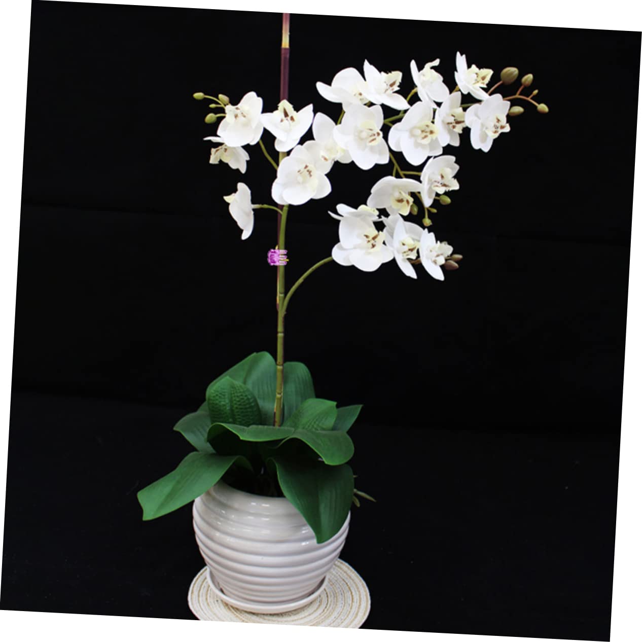 Yardwe 4 Sätze Orchideen-Clip Orchideenrinde Pflanzenstützclips Pflanzenstock Anlage Orchideen Clips Pflanzenclips Klemmbausteine Pflanzen Feste Gartenclips Plastik 120 Stück * 4