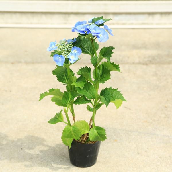 Amazon.co.jp: 庭木・植木：紫陽花（あじさい）アジサイ 青ガク