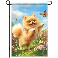 Pomeranian Dog