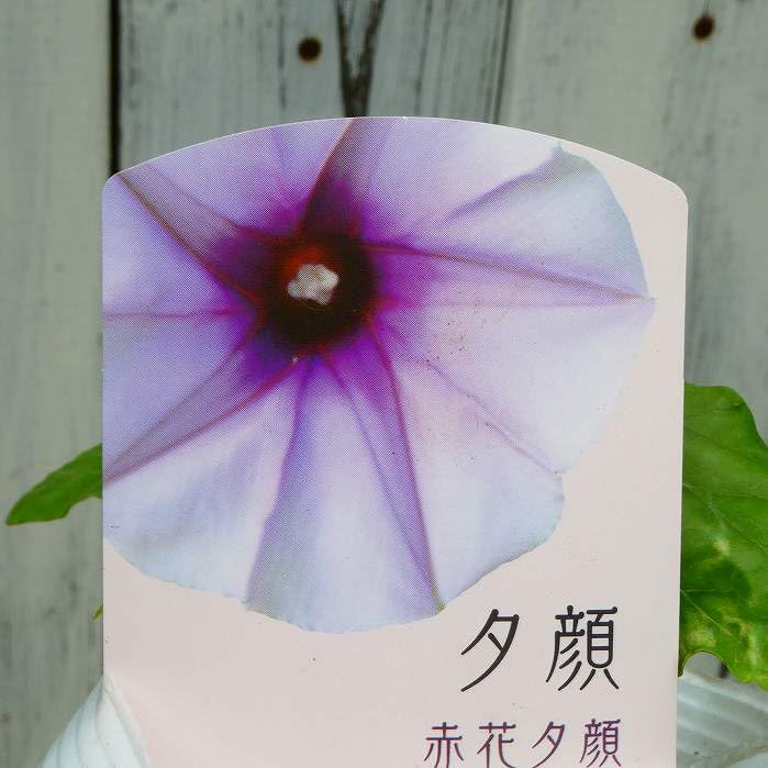 Amazon | 夕顔 苗 赤花 ツル性 ユウガオ 3.5号ポット