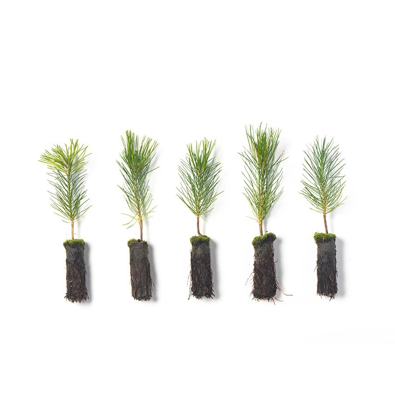 Arbor Day Foundation Ponderosa Pine 5-Pack