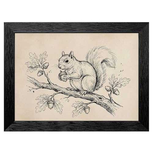 Framed Squirrel and Acorn Pen and Ink Wall Art, Minimalist Naturalist Oak Branch Illustration in Premium Black Frame, Vintage 19th Century Scientific Style Nature Decor - 8x10 Inch