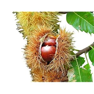 Esskastanie/Edelkastanie -Castanea sativa- 8 große Samen