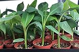 Sweetheart Banana - Rare FHIA-03 Dwarf Banana Plant - Live Dwarf Banana Plant