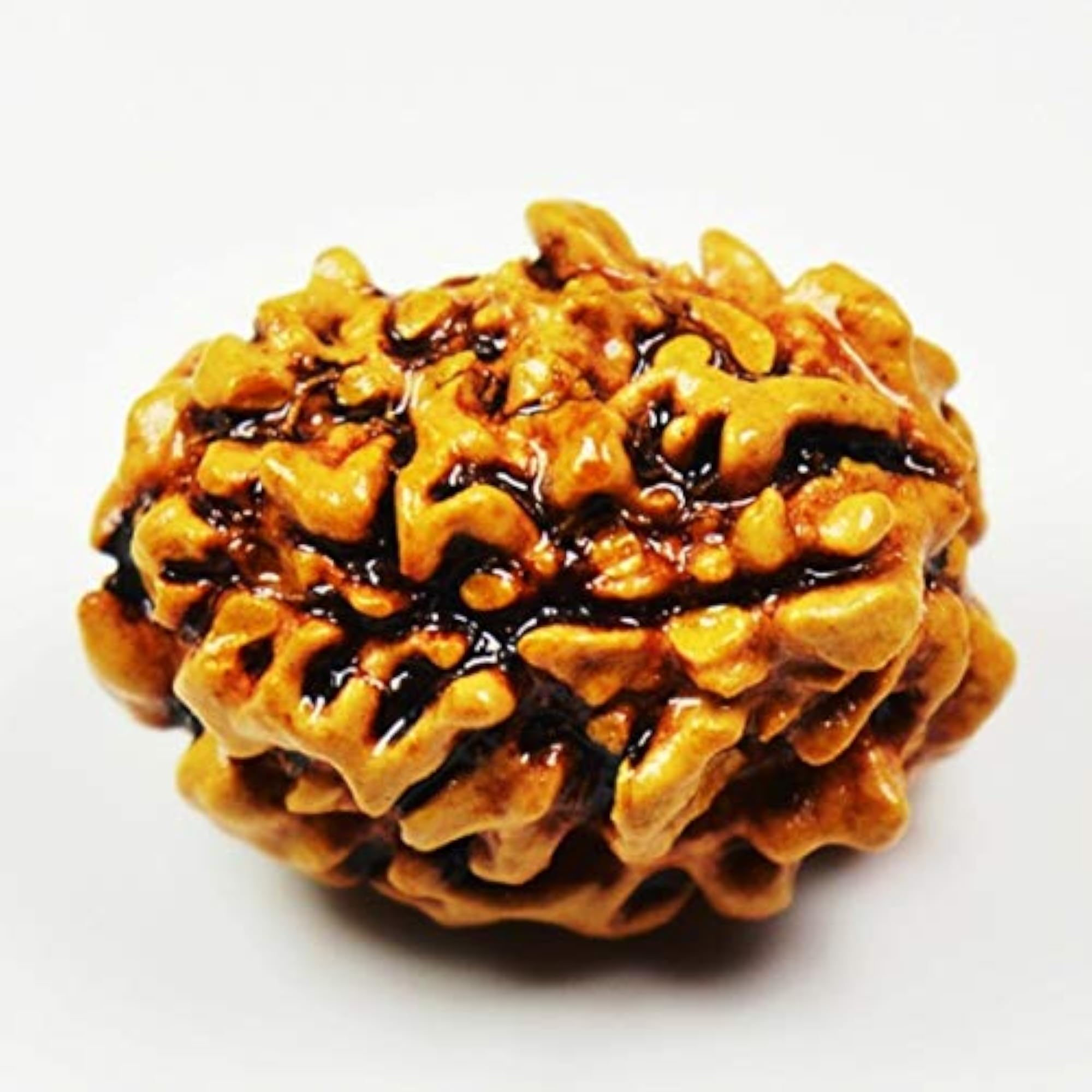 Certified Real Three Mukhi Nepali Rudraksha Bead for Chakra Healing