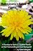 Pennsylvania's Edible Plants: Plants you can find on the trail or in your own back yard!