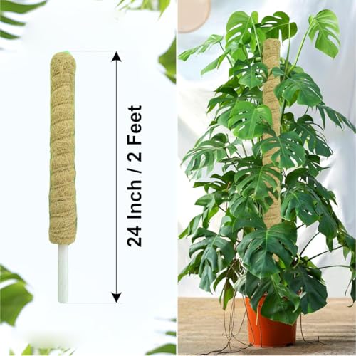 Image of Casa De Amor Coir Stick | Natural Coco Pole Support for Climbing Indoor & Outdoor Plants | Strong Pole for Money Plant, Monstera, Pothos Growth (2 Feet, Set of 4)
