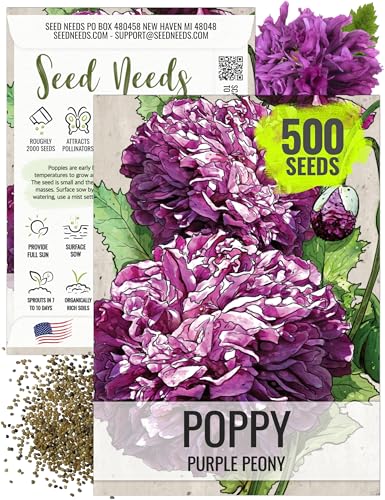 Seed Needs, Purple Peony Poppy Seeds - 500 Heirloom Seeds for Planting Papaver paeoniflorum - Double Petal Annual Flowers to Attract Butterflies/Pollinators (1 Pack)
