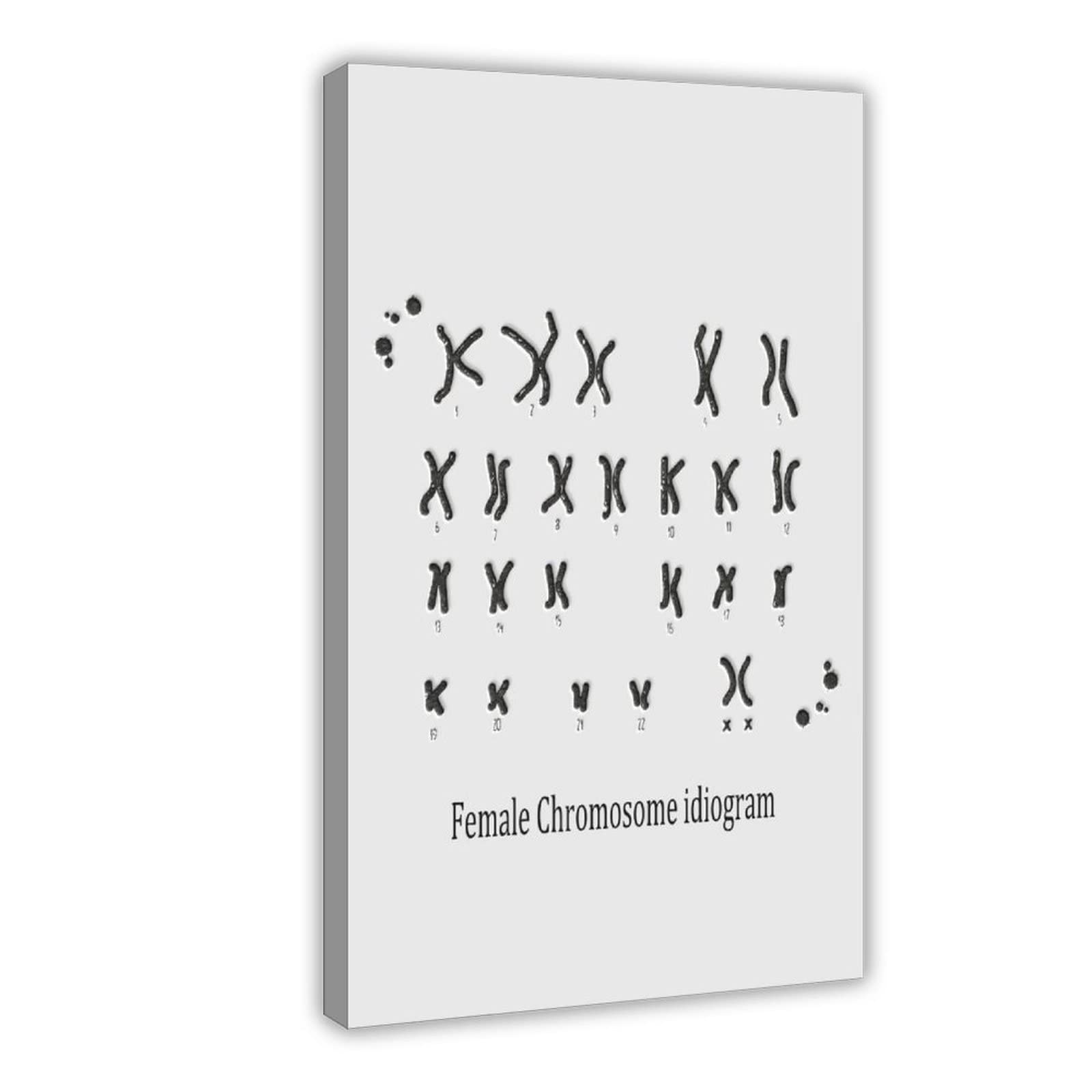Female Chromosome Idiogram Medical Poster Canvas Poster Bedroom Decor Sports Landscape Office Room Decor Gift Frame: 16x24inch(40x60cm)