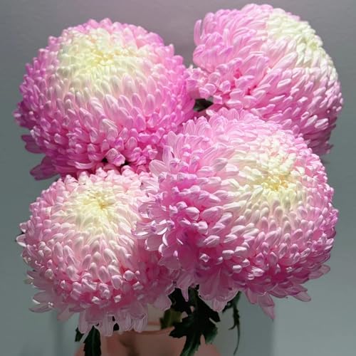 Semillas de crisantemo, decorativas Decoración de jardín para exteriores de interior raras exóticas 40pcs