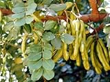 algarrobo arbol fruto Por lo general, tarda alrededor de 1 a 4 semanas en entregarse después de que se haya enviado el producto. Comprueba el tiempo de entrega antes de realizar la compra.