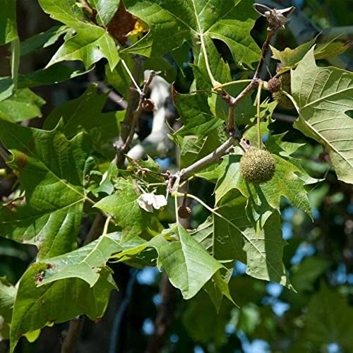 Platanus occidentalis (American Sycamore, American Plane) Tree Seed by MySeeds.Co, You Choose The Quantity (1/2 oz (4,062 Seed))