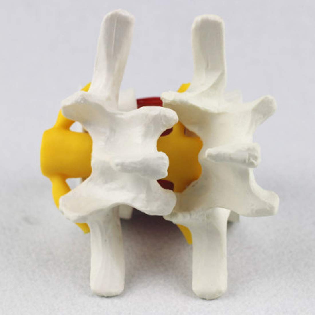 Modèle d'éducation Médical Spine Lumbaire Modèle Hine Disc Ceinture Distrevoir Modèle Etude de modèle