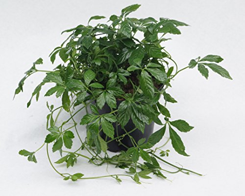 3er Set Kraut der Unsterblichkeit (Jiaogulan) 12cm Topf
