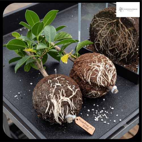 Image of Plant Rooting Ball - Reusable Air Layering Propagation Ball for Grafting, Root Growth & Cutting Propagation - Transparent Plastic Root Growing Box with Secure Lock for Indoor & Outdoor Plants