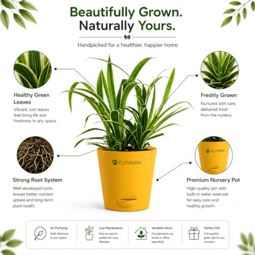 Image of Spider Plant Live with Pot | Air Purifying Indoor Live Plant for Home & Office | Easy Care | Decorative Indoor Plant for Living Room, Bedroom & Balcony