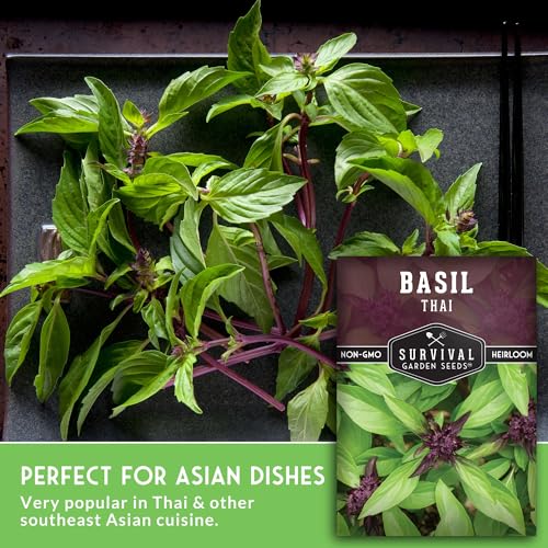 Thai Basil Seeds for Planting – Survival Garden Seeds (2 Pack) - Image 5