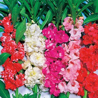 Amazon.co.jp: 鳳仙花 種 【 椿咲 混合 】 小袋（約100粒