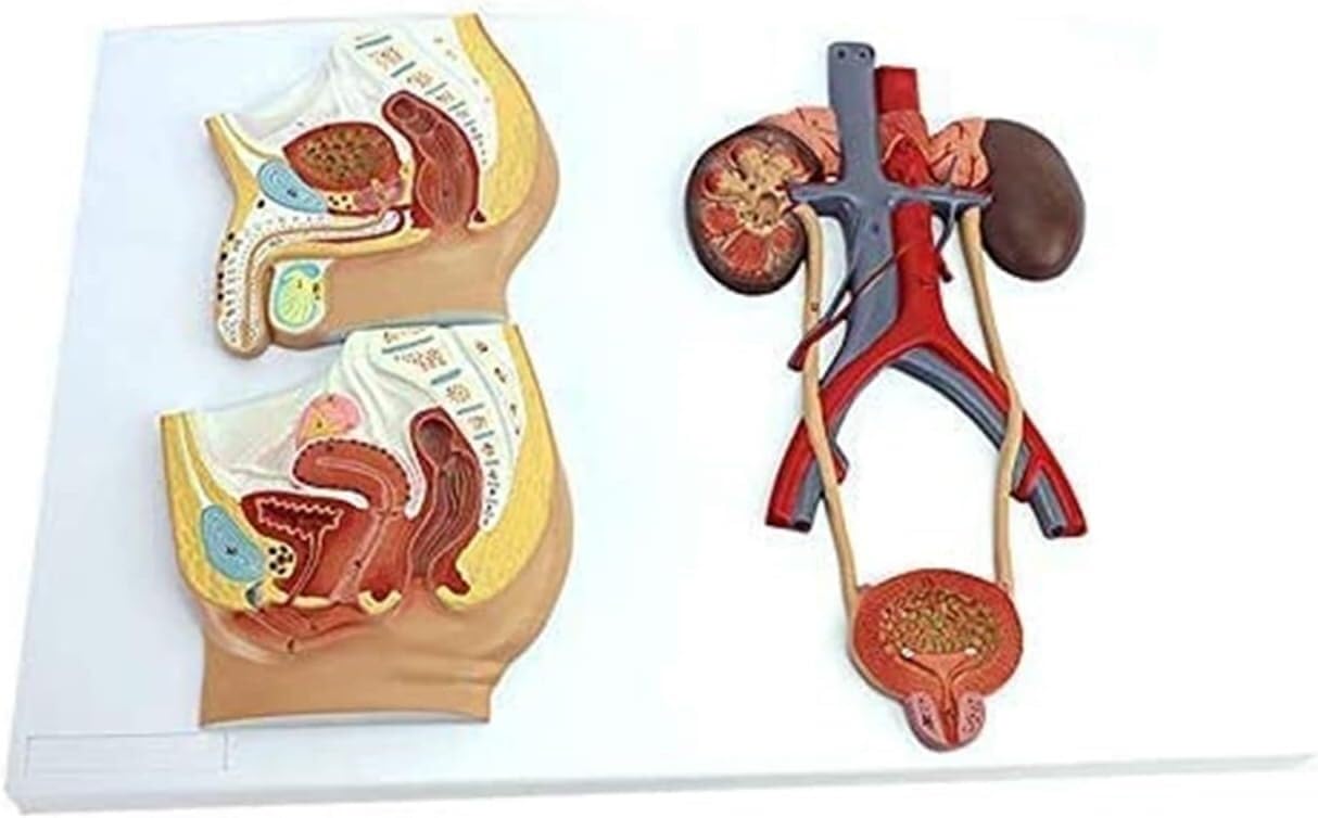 Libro di Testo Scientifico del Pacchetto di Insegnamento per Il Modello Urogenico Maschile E Il Modello Anatomico Medico Femminile