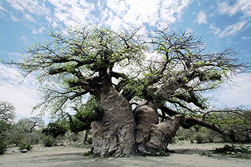 Baobab-Öl Aurum Africa 50ml – Natürliche Haut- und Haarpflege