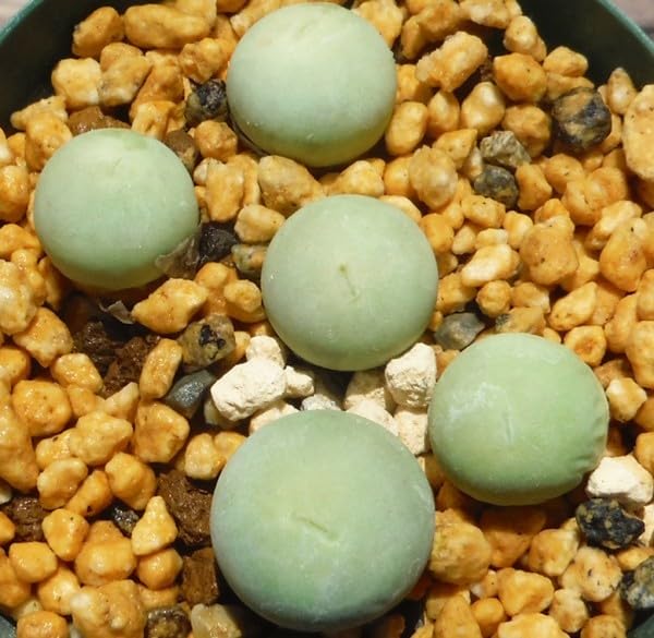 Amazon.co.jp: 「あり」種子を出品 コノフィツム カルキュルス 翡翠玉