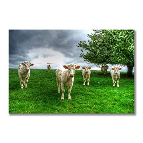 Affiche vache des Highlands art peinture pour intérieur apaisant