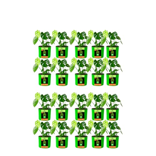 Image of Kingwell Plant Grow Bags 6x6 inch pack of 20, Bags for Plants Gardening Home, Grow Bags for Terrace Gardening
