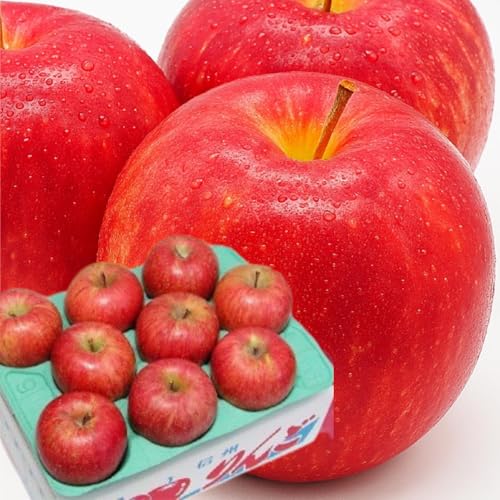 �y���x13�x�O��z ���쌧�Y �M�B��� �T���ӂ� �����S 2.8�s �M�t�g �v���[���g �����p ���ƒ�p ���쌧 ������