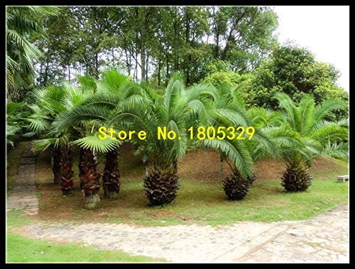 黄色:50個/袋のソテツの実、サゴヤシの木の種。盆栽の花の種、出芽率97%家庭菜園のための珍しい鉢植えの植物 黄色:50個/袋のソテツの実、サゴヤシの木の種。盆栽の花の種、出芽率97%家庭菜園のための珍しい鉢植えの植物