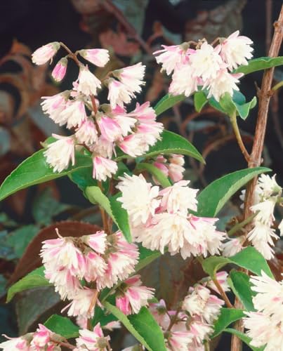Raue Deutzie Deutzia scabra Codsall Pink 80-100 cm winterhart