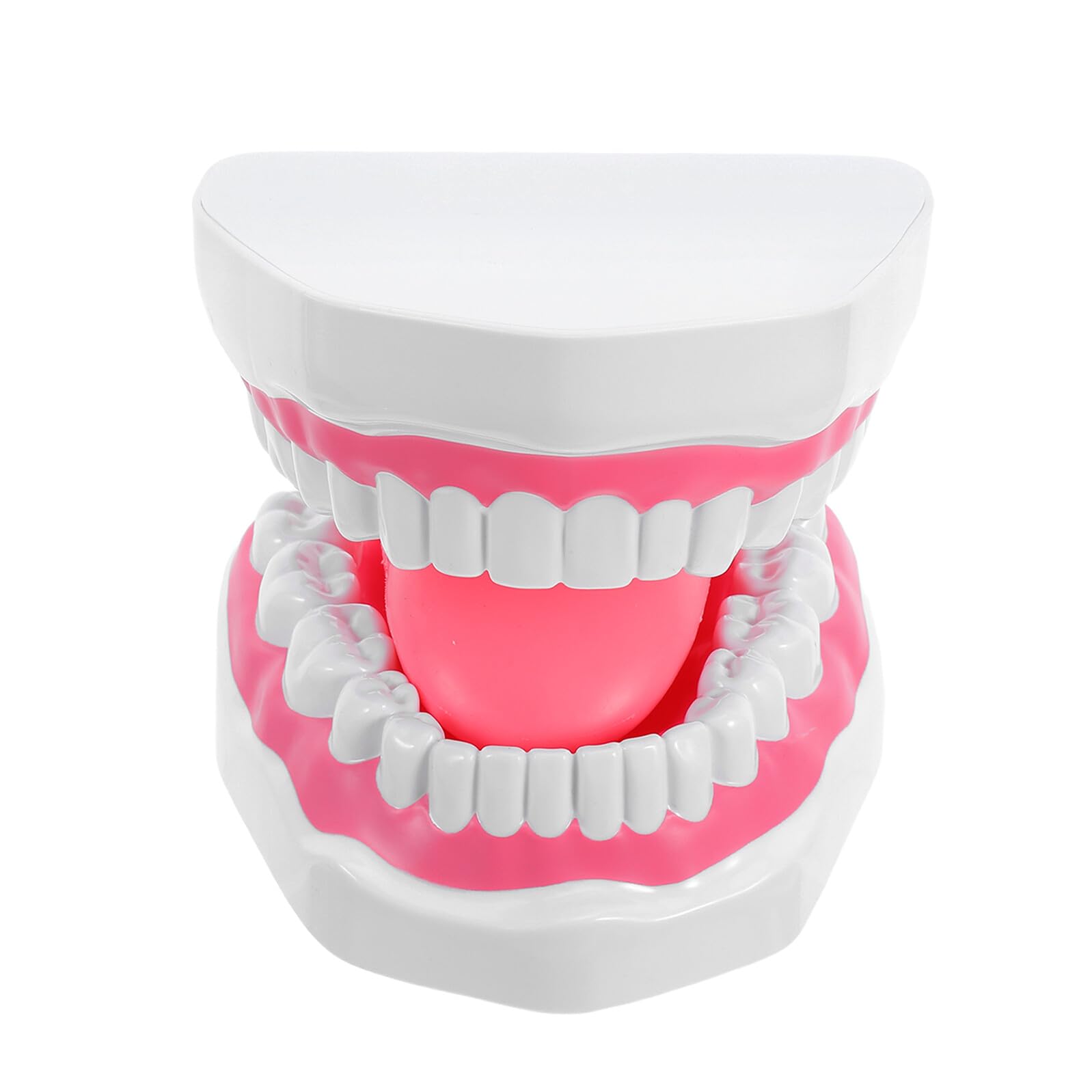 Modello Denti Educativo Ingrandito per Igiene Orale Adulti Dentatura Completa con Radici in PVC Superficie Liscia Facile da Pulire per Formazione e Dimostrazioni
