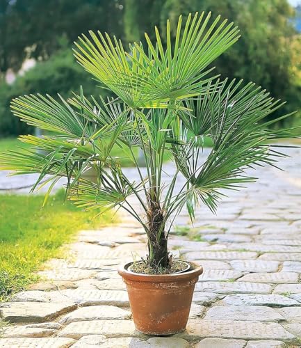 BALDUR-Garten 1x Winterharte Kübel-Palme, Pflanze im 13 cm-Topf, Chinesische Hanfpalme, Freilandpalme, Gartenpalme,Trachycarpus fortunei, frosthart und trockenresistent