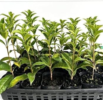 金木犀 キンモクセイ（金木犀）：タンケイ5号ポット の通販 | 園芸ネット