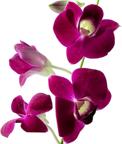 Miniatura 9 de HAWAIIAN DENDROBIUM ORCHID PLANT 2" POT ~ GROW HAWAII