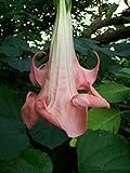 Assorted Colors Mix Trumpet Brugmansia Suaveolens Fragrant Flowering Plant