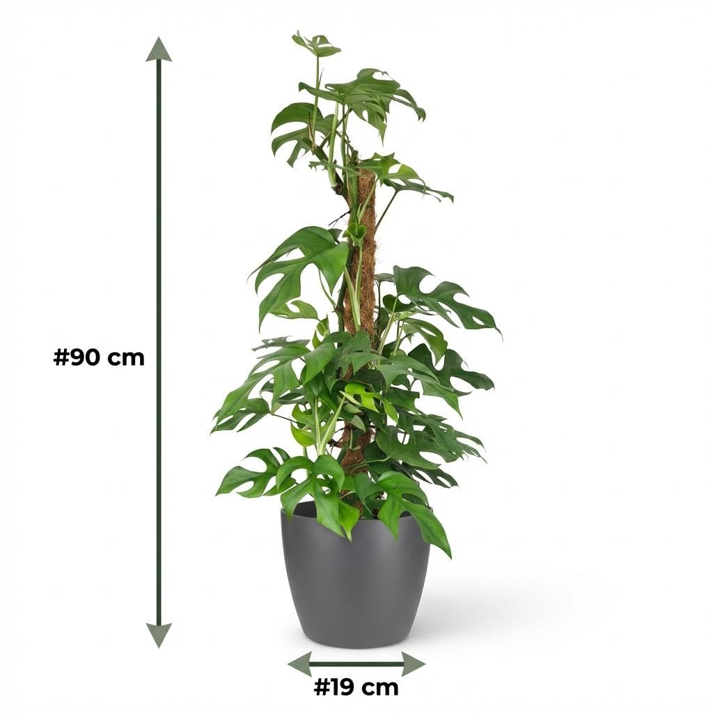 Green boutiQ - Zimmerpflanze - Mini-Fensterblatt - Monstera Minima Moosstab - Grün - Pflegeleicht - 1 Pflanze - mit Potter Grau - Topf 19cm - Höhe 90cm