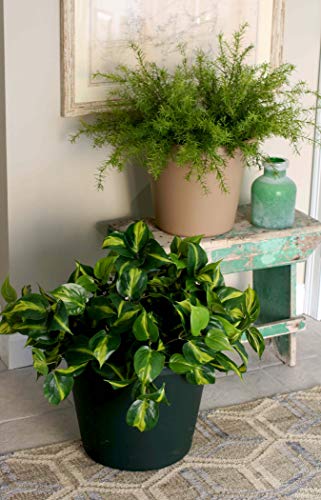 The Hc Companies 24 Inch Round Classic Planter - Large Plastic Plant Pot For Indoor Outdoor Plants Flowers Herbs, Chocolate #TOP2