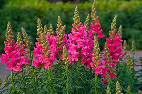 Snapdragon Seeds, 5000 Flower Seeds Per Packet, (Notswoh's Seeds) #TOP5