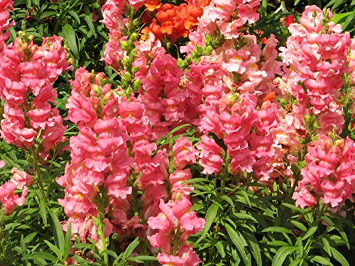 3000-Snapdragon Seeds In Garden,Outdoors Flower Seeds #TOP1