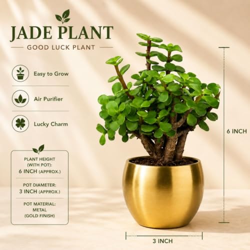 Image of Half Engineer Jade Plant In Gold Tone Metal Pot 3 X 3 Inch Pot Included with Rakhi |Rakshabandhan Gift For Brother Bro Bhai (Rakhi Gift Set 3)