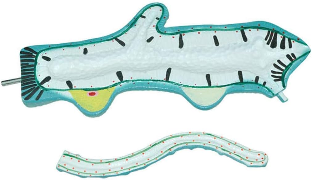 蝶標本 オオムラサキ 60頭。大型ドイツ標本箱二箱入りセット <0729z蝶