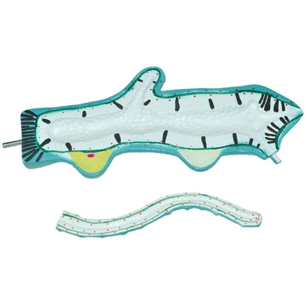 Modelos anatómicos de Estructura de pólipos de Agua Dulce, Modelo anatómico Animal, Herramienta de Equipo de Suministro médico de zoología, Modelo de hidra, Modelo Animal