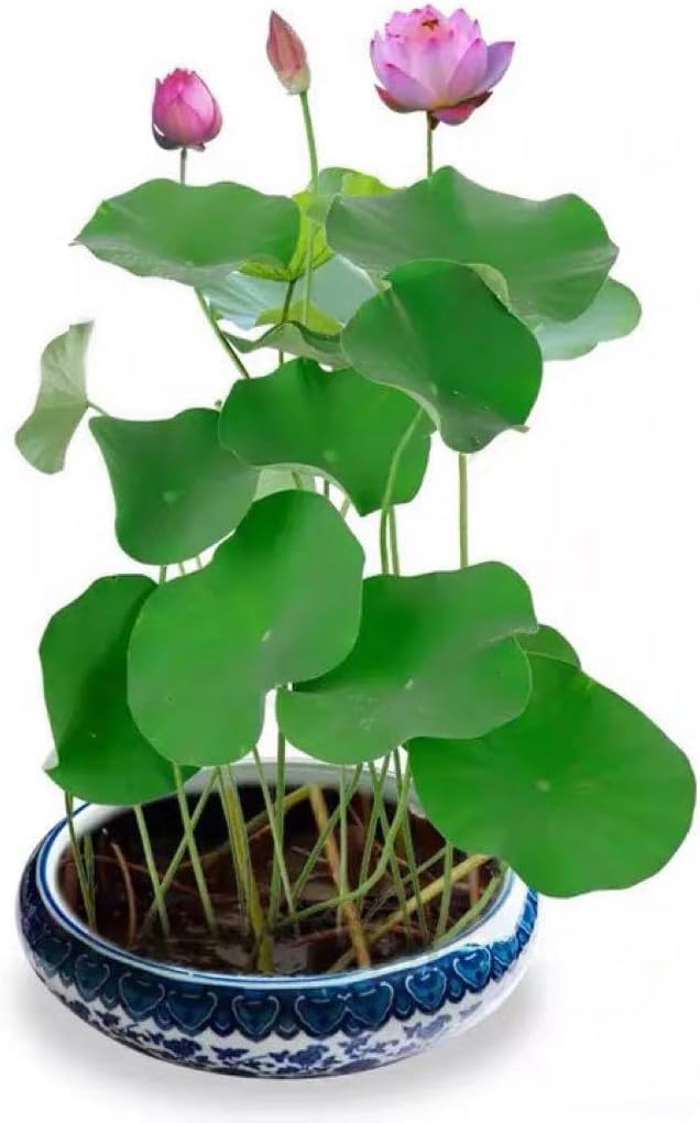 Amazon.co.jp: 【20粒入り】ミニハスの種 茶碗蓮 ハスの種 屋内外
