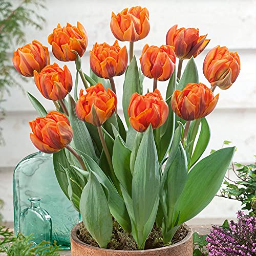 Floriculture Greens IMP. Tulip Charming Flower Bulbs Winter Flower Home Pot/Land Gardening Bulbs Blooming planting (Pack of 5 Orange Princess Tulip) (B099KMTYHY) Amazon Price History, Amazon Price Tracker