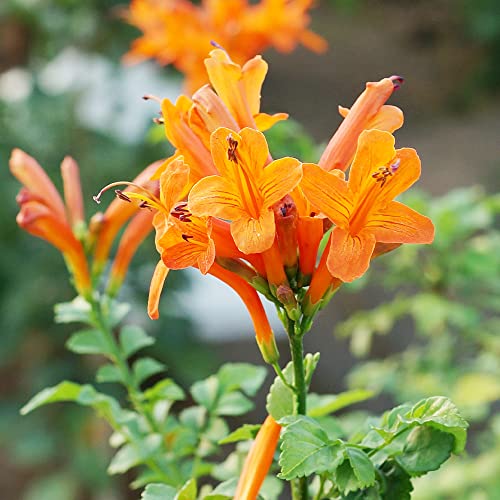 Qauzuy Garden 10 Cape Honeysuckle Seeds Tecoma Capensis Cape Trumpet-Flower Seeds - Striking Flowering Evergreen Shrub Accent Plant - Easy Grow & Maintain #TOP4