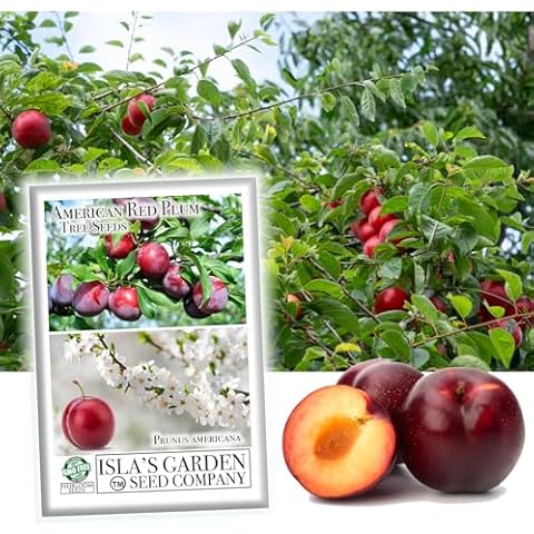 Isla's Garden American Red Plum Tree Seeds Cover