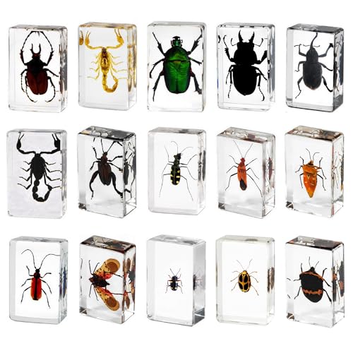 15pcs Preserved Insects, Taxidermy Bug Insect Specimens in Resin for Closer-Look & Study, Science Classroom Specimen Educational for Teaching Home Office Display Decor (Small 15pcs Insects)