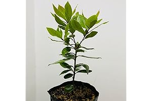 Sweet Bay Laurel Herb Plant: Thriving and Aromatic Live Plant for Your Garden