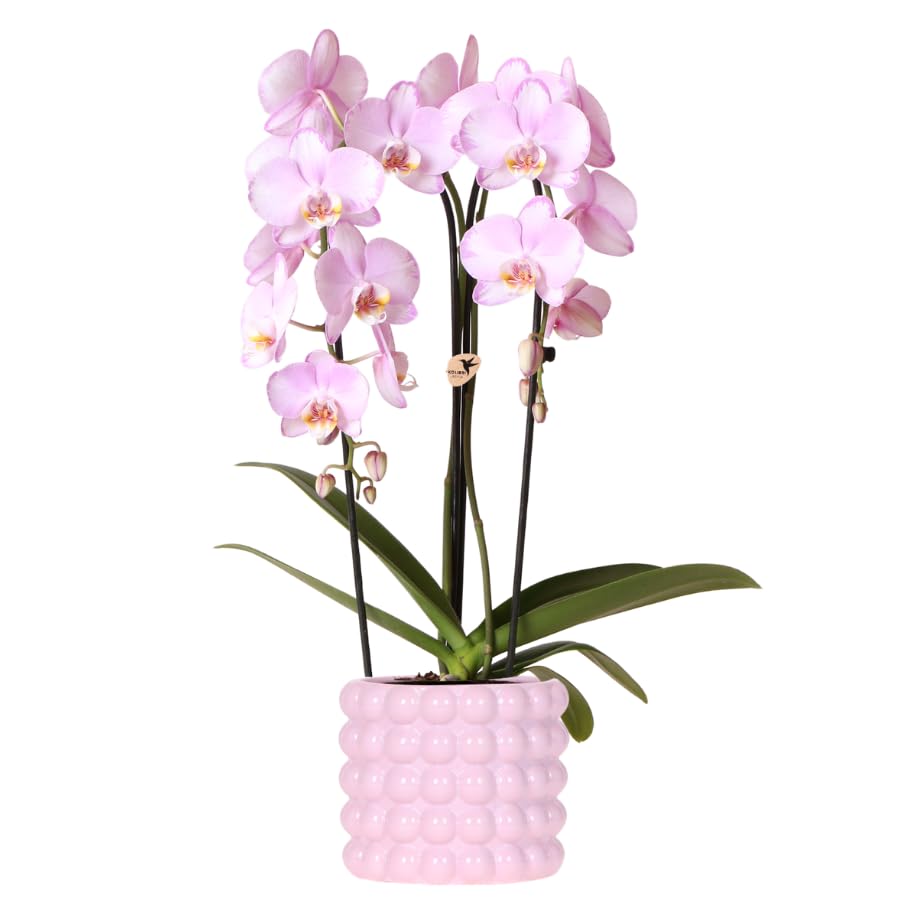 Orquídea rosa Niagara Falls en maceta rosa de 12 cm de diámetro, Planta de interior Phalaenopsis con diseño de burbujas, orquídea fresca del cultivador, idea de regalo para casa y oficina