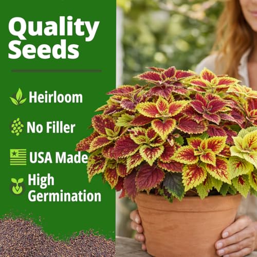 Image of HOME GROWN Coleus Rainbow Seeds - 400 Count 0.04 oz Flower Seed, Coleus scutellarioides 'Rainbow', Indoor Plant Seeds for Containers, Shade Gardens, Decorative Multicolor Foliage